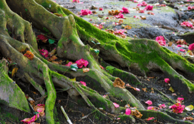 Erdung – wenn du zurück in den Moment finden möchtest