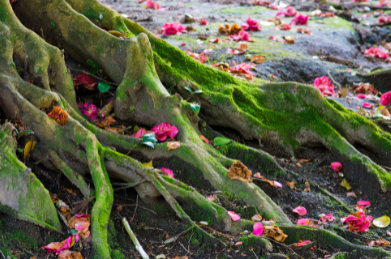 Erdung – wenn du zurück in den Moment finden möchtest